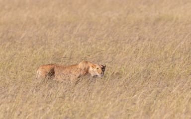 Lioness On The Hunt