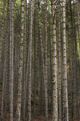 Old birdhouse hanging from a tree