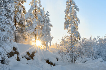 The bright winter sun shines through the snow-covered pine branches. The sun's rays pass through...