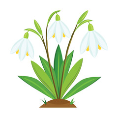 Snowdrop flower. Flat illustration of snowdrop flower vector icon for web