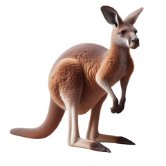 Isolated Kangaroo Animal on a Transparent background