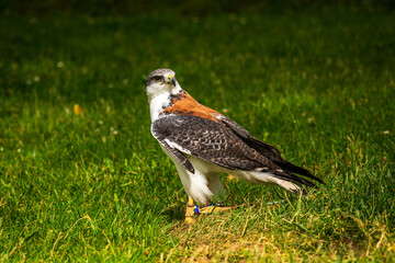A falcon on the meadow in the park.