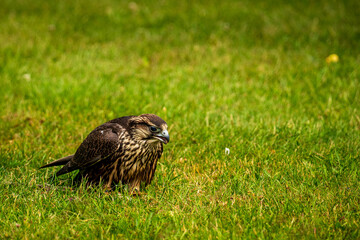 A falcon on the meadow in the park.