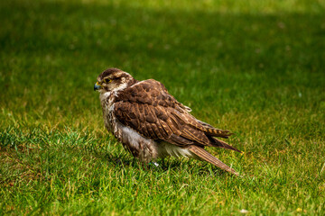 A falcon on the meadow in the park.