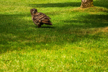 An owl on the meadow in the park.