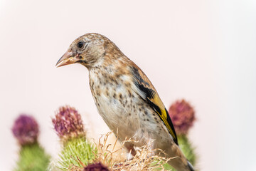 European goldfinch with juvenile plumage, feeding on the seeds of thistles. Carduelis carduelis.