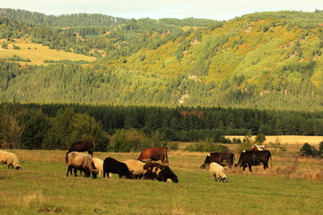 Animals