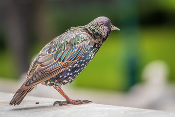 The common starling or Sturnus vulgaris or the European starling. Sitting on the fence in the garden in springtime.
