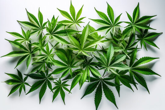 Cannabis leaves isolated on a white background. Conceptual image for medical marijuana, cannabis industry, or herbal medicine.