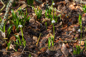 Spring white flower of Bledule - Leucojum vernum with green leaves in wild nature in floodplain forest. Spring flower