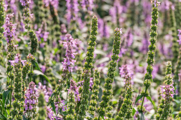 Close up of stachys officinalis, Betonica officinalis foliage.