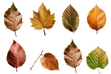 collection of autumn leaves isolated on white background