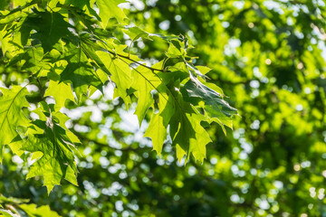 Branches of the northern red oak with green serrated leaves, summer background