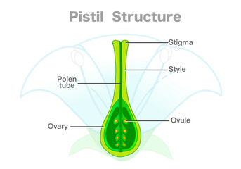 Pistil structure, diagram. Carpel parts, ovary, stigma, style, ovule, pollen tube. Plant section, receptive tip, egg area. Flower silhouette. Vector illustration - obrazy, fototapety, plakaty