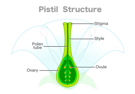 Pistil structure, diagram. Carpel parts, ovary, stigma, style, ovule, pollen tube. Plant section, receptive tip, egg area. Flower silhouette. Vector illustration