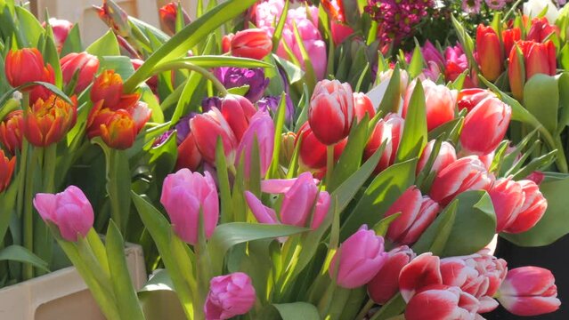 Fresh multi colored and various tulips and other flowers in bouquets are sold in an open market. Spring flowers