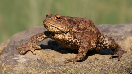 frog on the ground