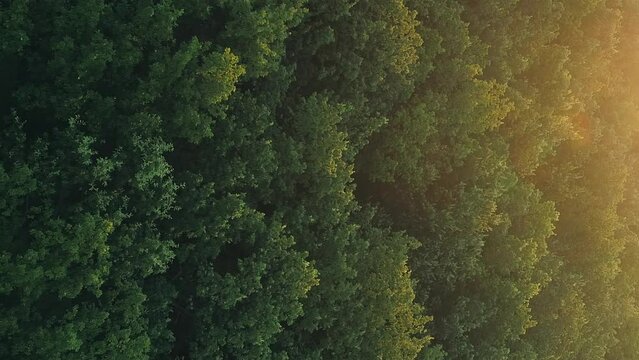 Vertical aerial trees view nature scenery forest