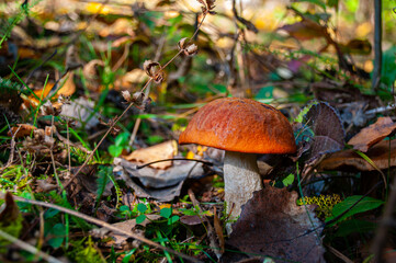 Mushroom Leccinum aurantiacum among leaves, moss and dry grass