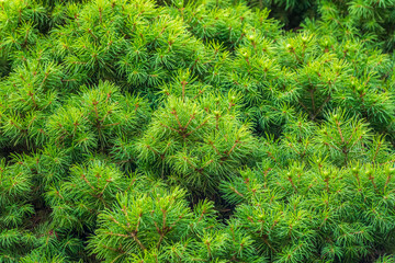 Fir branches with in the sunset light. Background of Christmas tree branches.