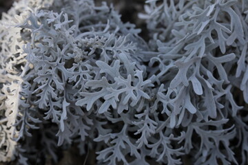 close up of lichen