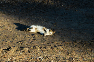 cat staring at a noise I hear