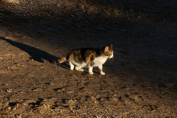 cat staring at a noise I hear
