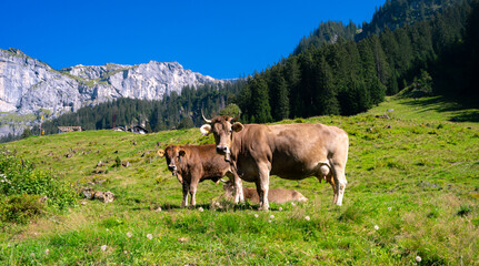 Fototapeta na wymiar Cows on a pasture in Alps. Cows eating grass. Cows in grassy field. Dairy cows in the farm pastures. Brown cow pasturing on grassy meadow near mountain. Cow in pasture on alpine meadow in Switzerland.