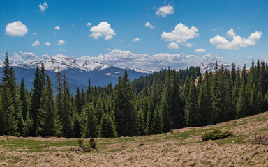 Carpathian mountain plateau spring panorama with fir forest on slope, Ukraine.