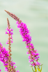 Summer Flowering Purple Loosestrife, Lythrum tomentosum on a green blured background.