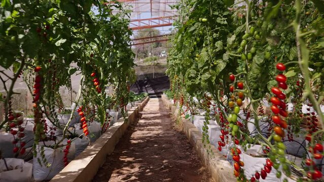 Growing cherry tomatoes in a greenhouse in Thailand