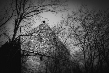 Creepy vulture on decaying stone barn