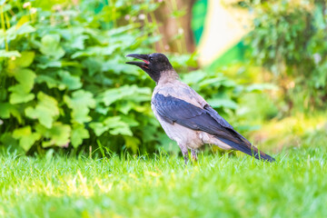 Hooded crow, corvus cornix, standing on the lawn in the spring or summer
