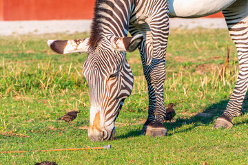 Fototapeta na wymiar Grevy's zebra, lat Equus grevyi, also known as the imperial zebra eats green grass.