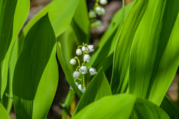 Lily of the valley (Convallaria majalis) in blossom