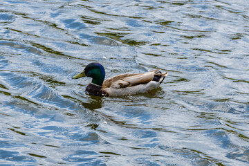 Grey duck swimming in the small pond