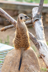 Meerkat, Suricata suricatta, on hind legs. Portrait of meerkat standing on hind legs with alert expression. Portrait of a funny meerkat sitting on its hind legs.