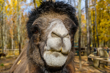 Two humped camel in paddock at the farm.