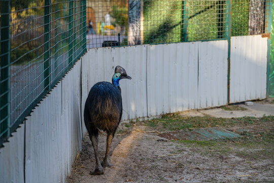 Cassowary bird in corral at the city park