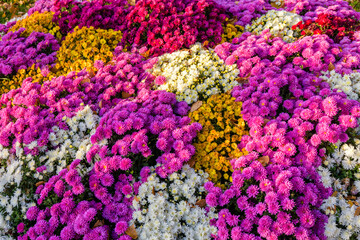 Backdrop of the Blooming chrysanthemum flowers. Autumn background