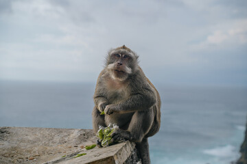 Naklejka premium monkey eating on the top of the Uluwatu temple in Bali, Indonesia.