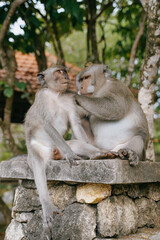 Naklejka premium monkeys on the top of the Uluwatu temple in Bali, Indonesia.
