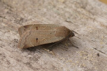 Closeup of the lesser yellow underwing , Noctua comes on a piece of wood in the garden