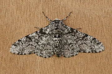 Closeup of the white speckled form of the peppered moth ,Biston betularia, with open wings on a piece of bark.