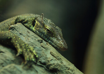 Water Monitor