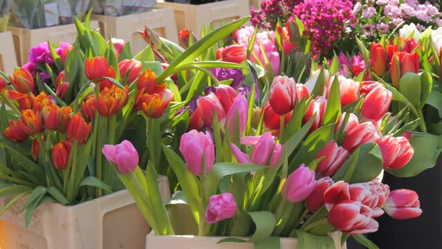 Fresh multi colored and various tulips and other flowers in bouquets are sold in an open market. Spring flowers