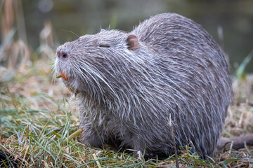 A female grey fur nutria with orange teeth. Grey female nutria stands on the green grass with closed eyes towards the camera lens. Close-up portrait of big adult female nutria.	