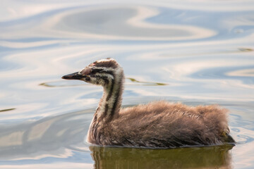 A young great crested grebe (Podiceps cristatus) swims in the water on a sunny spring evening. A great crested grebe chick close-up portrait in calm water.	