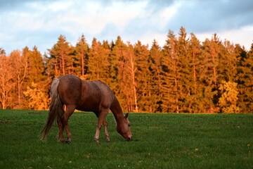 Abendstille. Schönes Pferd grast vor einem von der Abendsonne beleuchteten Wald