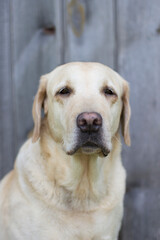 Tired,  Yellow Labrador Retriever Laying On Floor